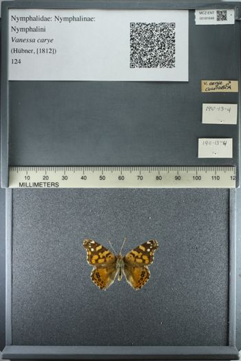 Media type: image;   Entomology 181648